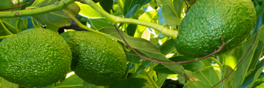 Avocado Früchte für Bio-Öl von bewusstnatur